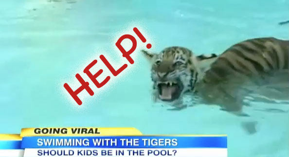 Swim With Tiger Cubs is Abuse