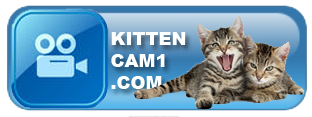 KittenCam1