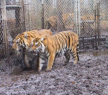 Tigers were rescued in 2003