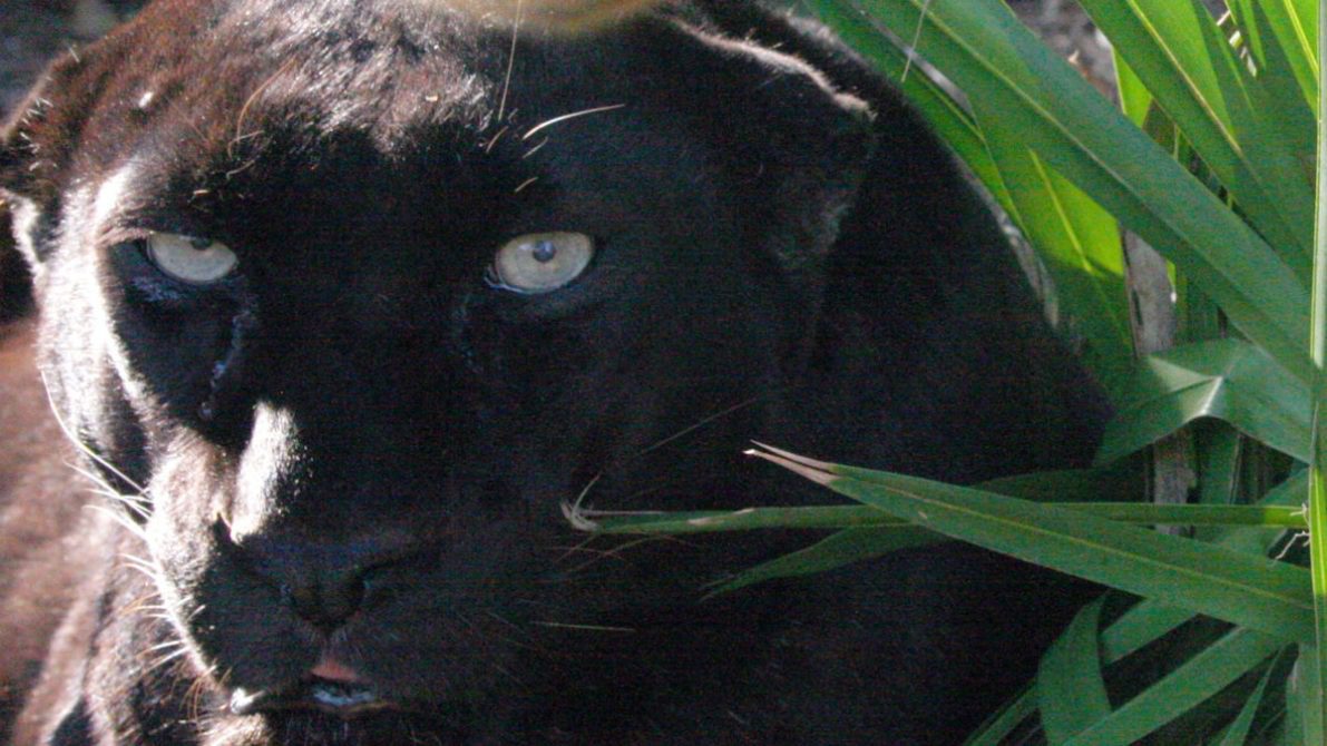 Jaguars of Big Cat Rescue
