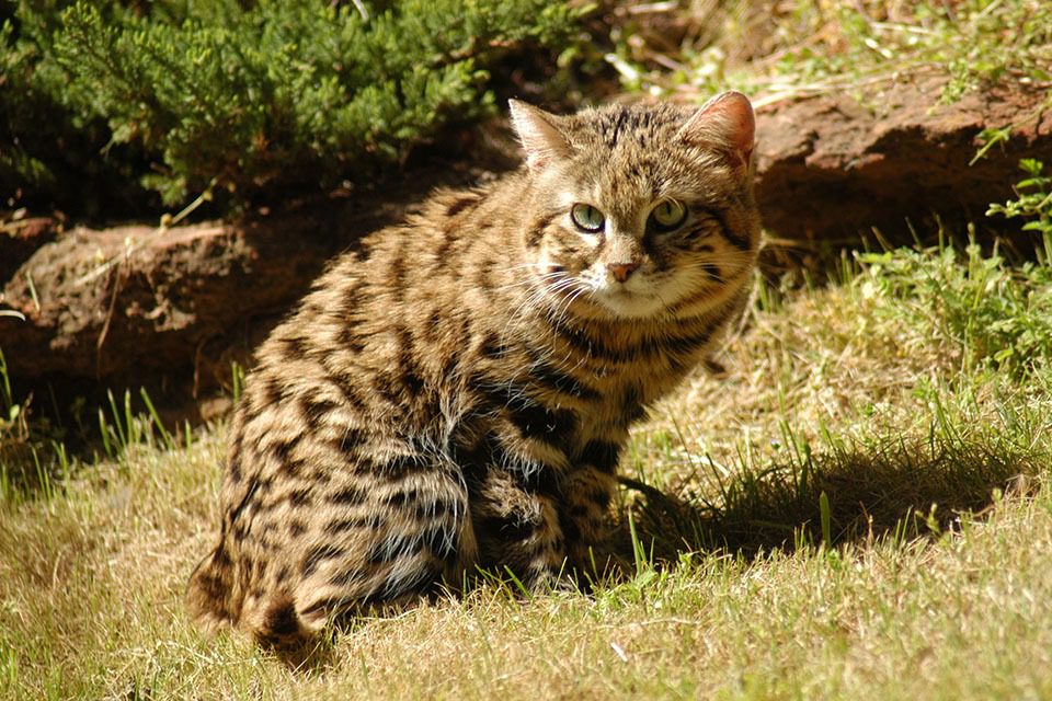 Black Footed Cat Facts