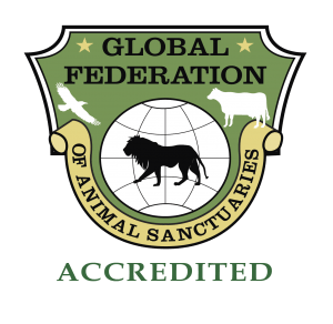 Big Cat Rescue is accredited by the Global Federation of Animal Sanctuaries