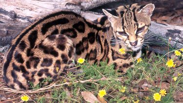 Margay Facts