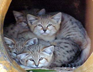 Sand Cat Facts