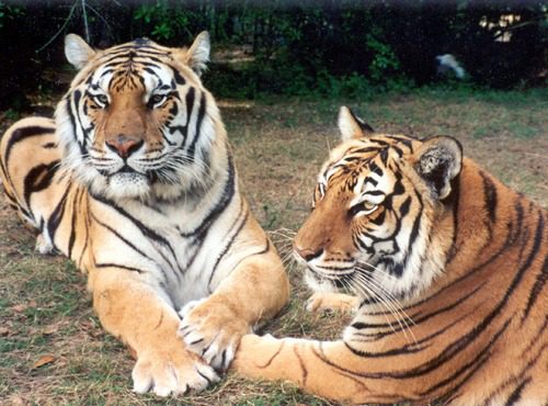 tigers in love