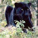 Sabre the black leopard