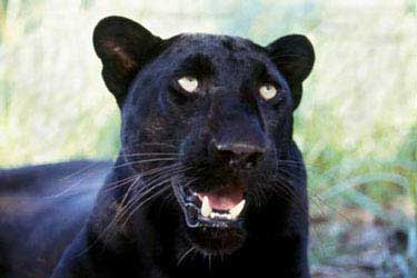 Black panther in South Jersey? Rumored big cat was just dog