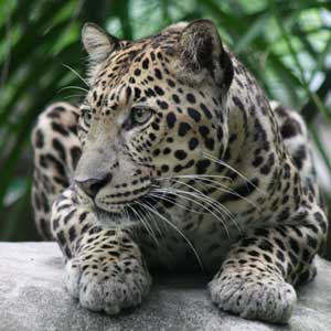 Reno Leopard