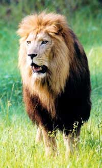 lion Cameron