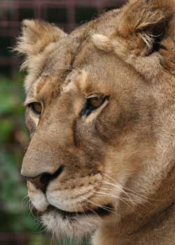 Lioness Sasha