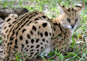 Cleo Cat Tra the serval at Big Cat Rescue