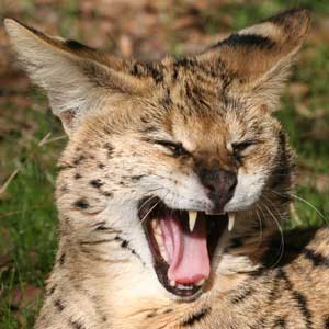 PURR-SONALITY Female Serval at Big Cat Rescue