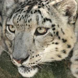 Snow Leopard Photos
