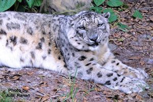 WORLD FIRST – Snow Leopard Lithotripsy