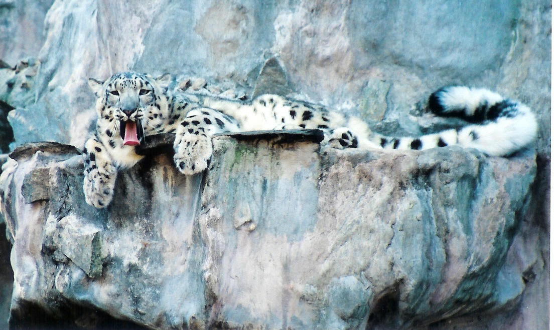Snow Leopard facts, photos, videos, sounds and news at Big Cat Rescue