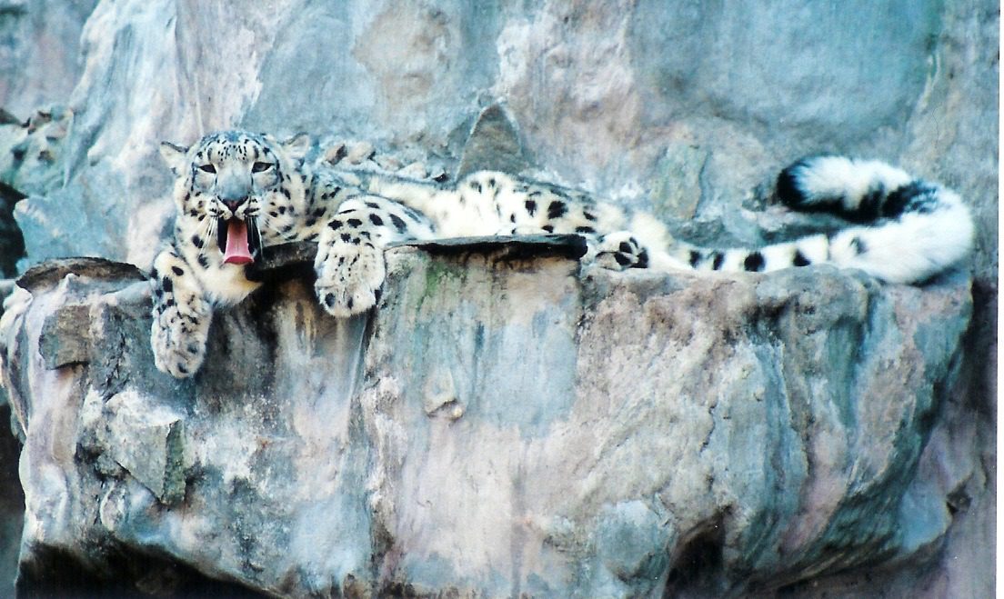 Snow Leopard at Big Cat Rescue