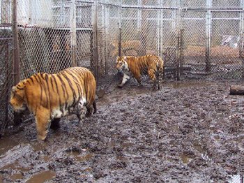 Help get them to a forever home at Big Cat Rescue
