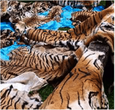 Tigers are killed for the skins, bones and organs
