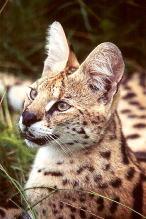 Esmerelda the serval back when she was younger
