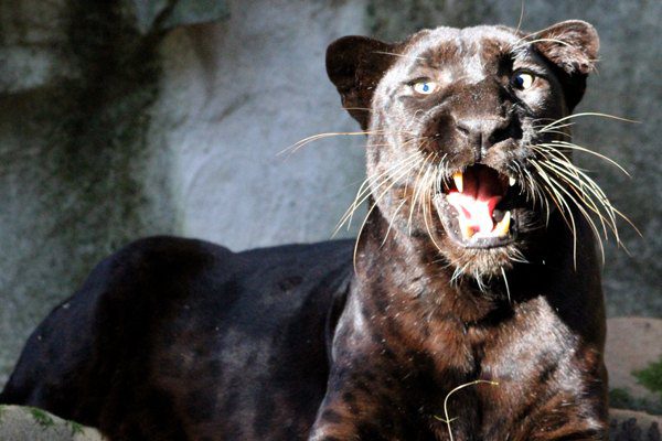 Extraordinary Rare Photos Show Stunning Black Panther in African Wilderness