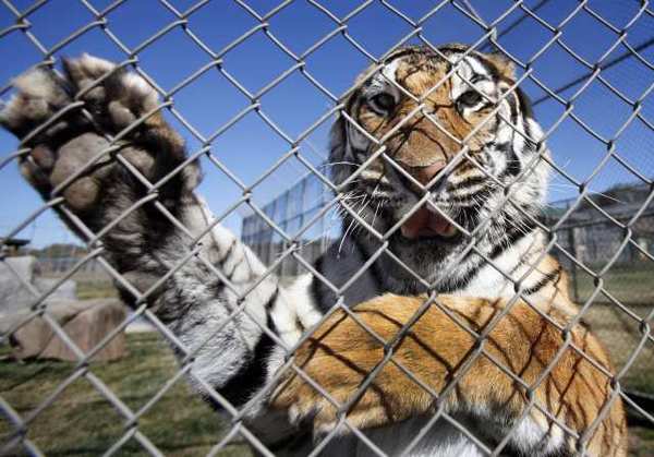 Lions Tigers and Bears in CA Meet Narasha Tiger