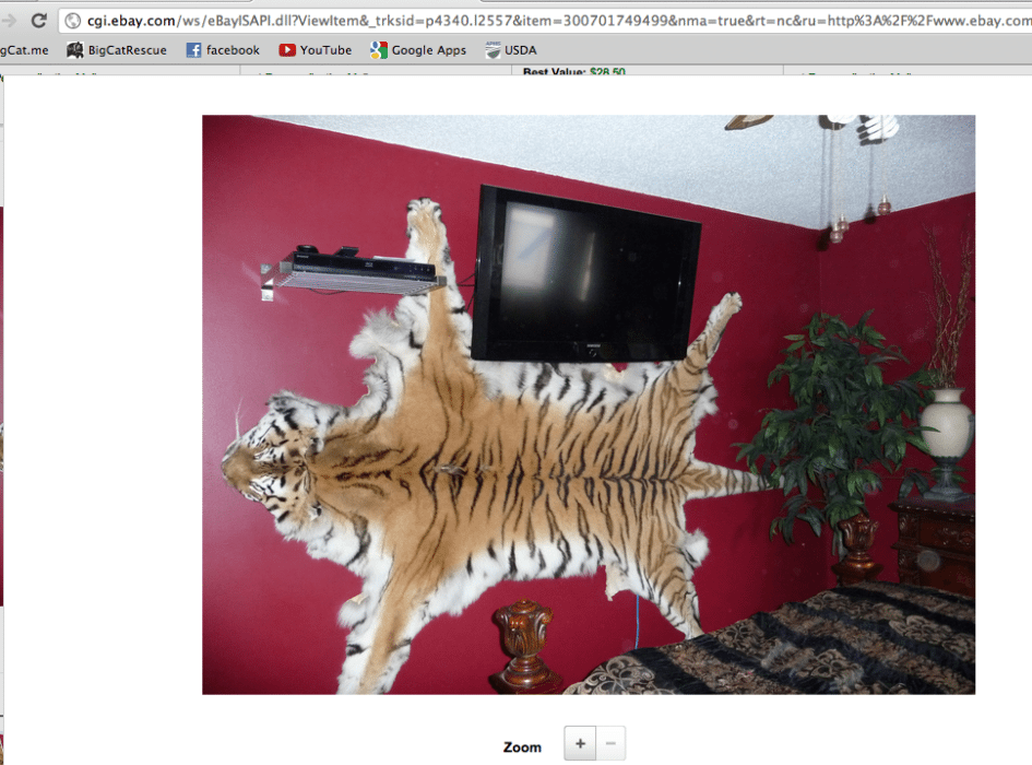 Tiger Skin and Tiger Bones Openly Traded on eBay in 2012