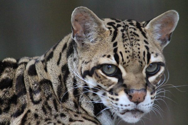 Operation Cat Tale Exposes Illegal Sales of Ocelots by Calling it a Donation
