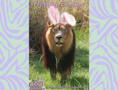 Hoppy Easter Lion