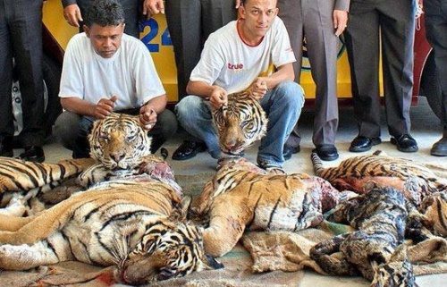 Dead Indochinese Tigers