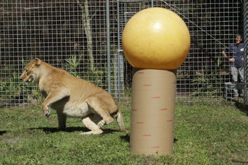 Nikita Lion and her yellow ball