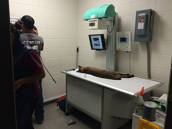 Bailey Bobcat goes in to see Dr. Justin Boorstein