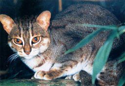 Rusty Spotted Cat Facts