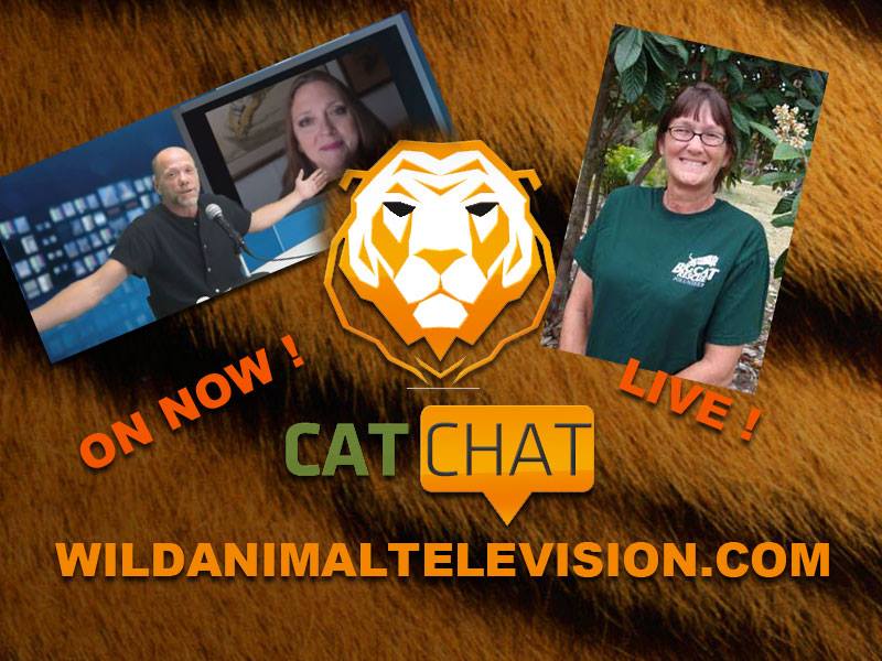 Cat Chat Aug 21 2013