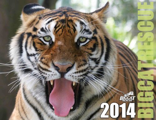 2014 Big Cat Calendar