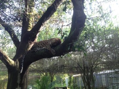 Cheetaro Leopard doing the leopard lounge up in his tree