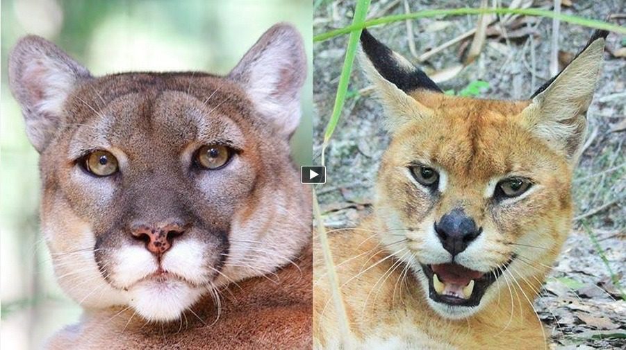 Cougar & Caracal/Serval Hybrid Rescued! – Sanctuary Closes