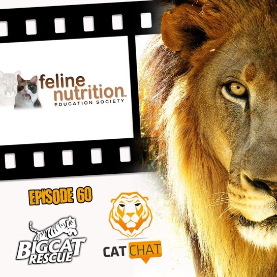 Cat Chat 60 Margaret Gates Feline Nutrition