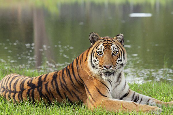 Keisha Tiger 