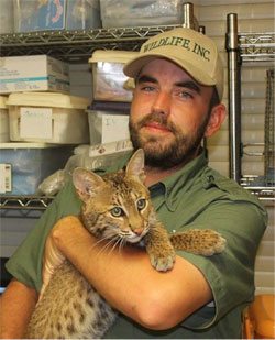 Rescued bobcat at WE&RC who has seizures will be subjected to loud tram noise