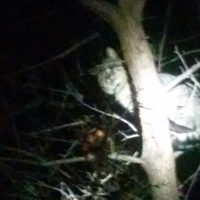 Domestic Cat in Tree