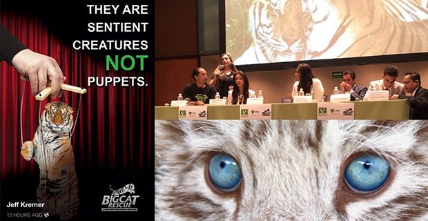Mexico Conference to save circus cats