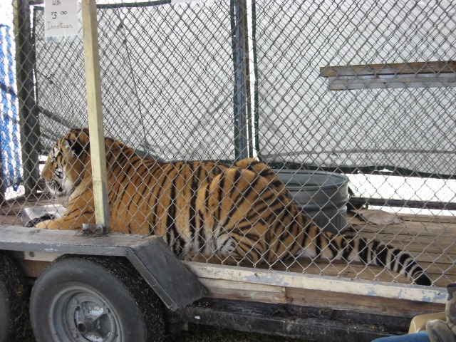 Samson Tiger