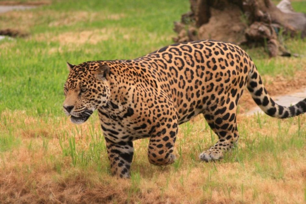 Jaguar Facts – Interesting Information About Jaguars