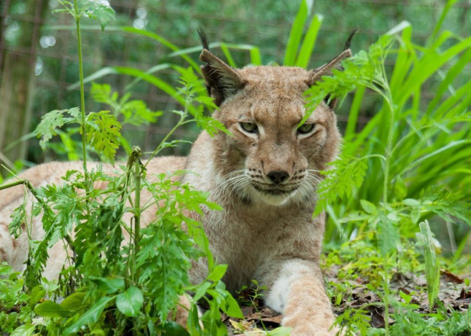 Happy Tuesday - Siberian Lynx, Apollo