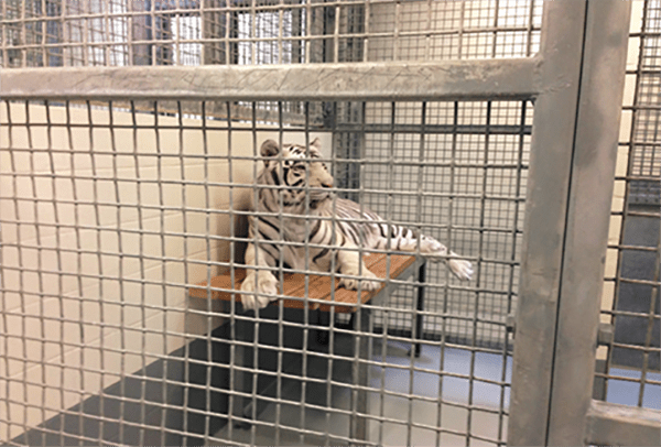 ALDF Notice to Sue Houston Aquarium Over Tigers