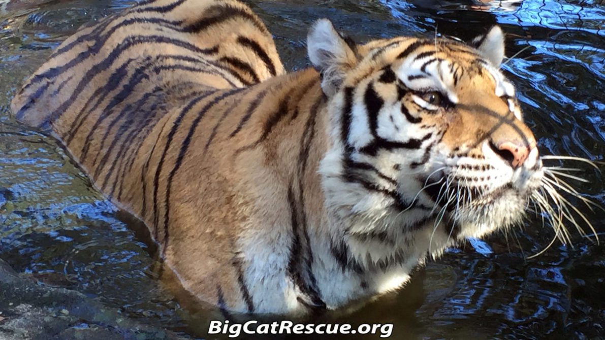 Teisha Tiger in Pool