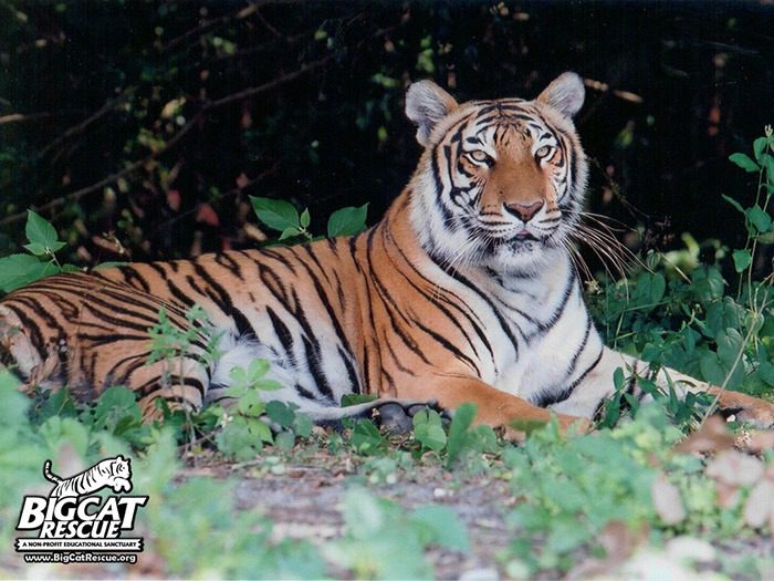 BCR and 23 NGOs ask for zero demand for tiger parts