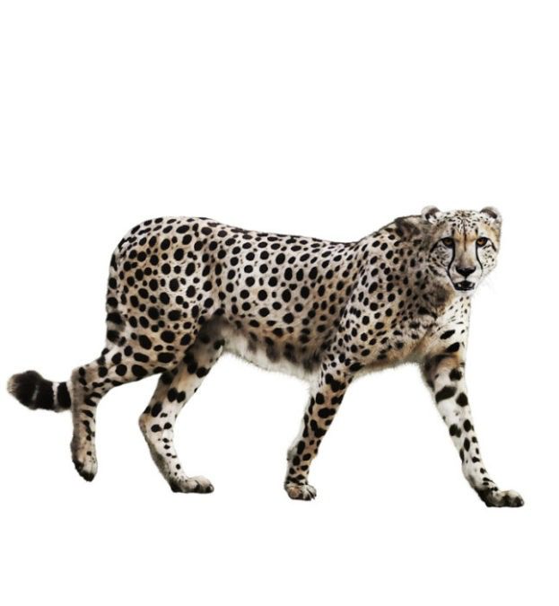 Cheetah Jaguar