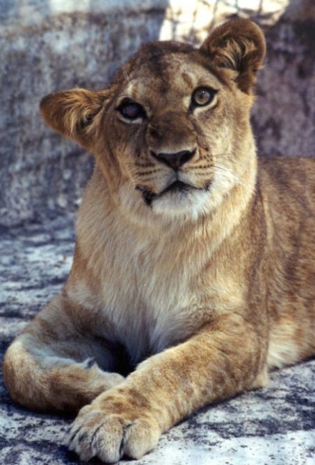 Maya Lioness
