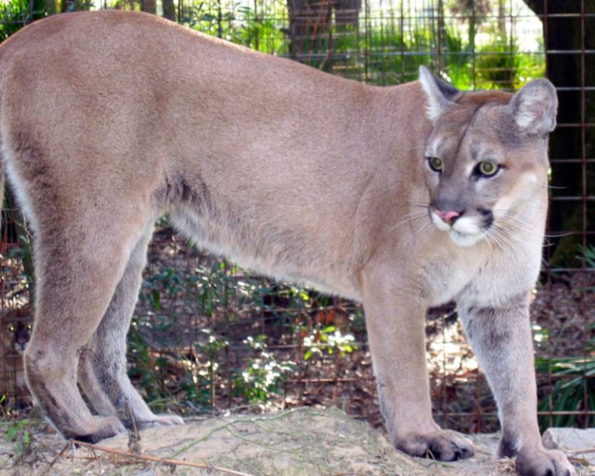 Cleo-Cat-Tra Cougar